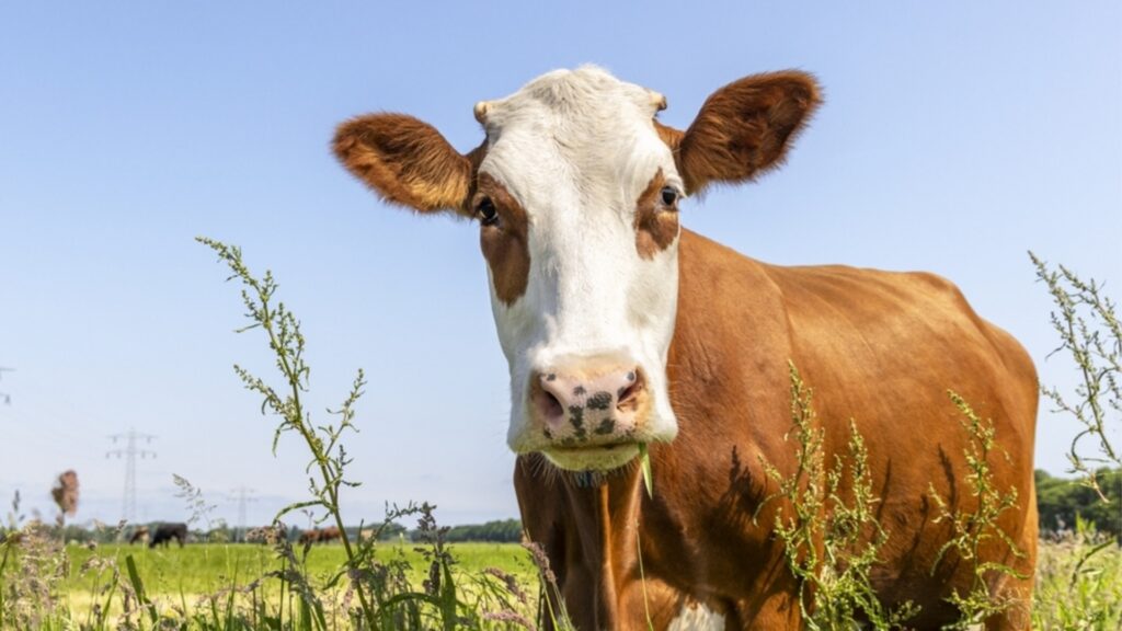 Неочакван гений от Алпите: Крава Вероника пренаписва правилата за животинска интелигентност