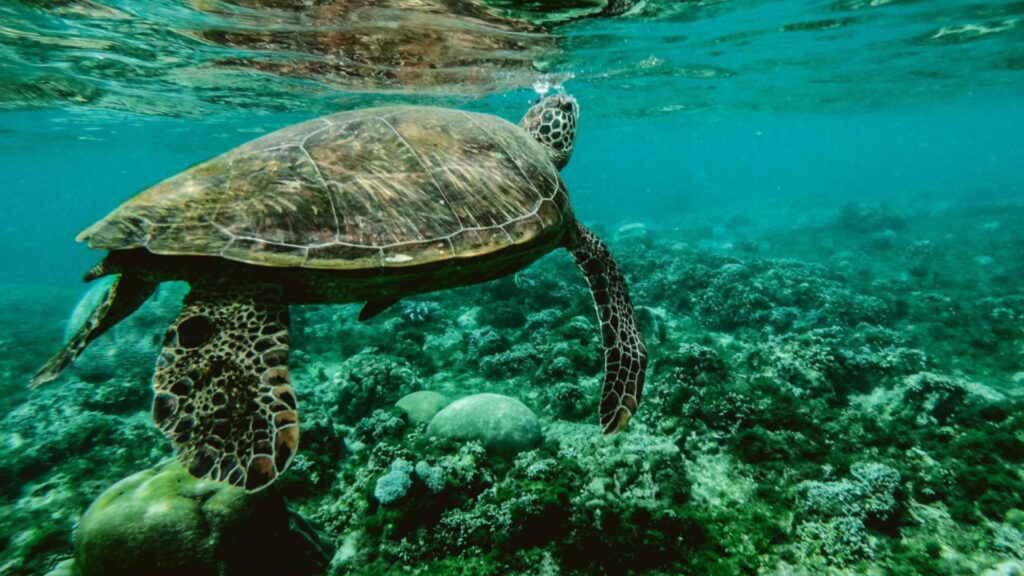 Мрачните тайни на Средиземноморието: Човешкото влияние достига до 1000 метра дълбочина